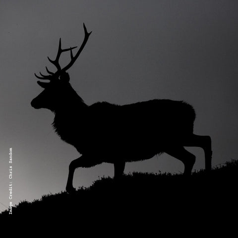 Is Deer Meat Healthy? Venison Nutrition